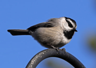 Mountain Chickadee 2018-04-15