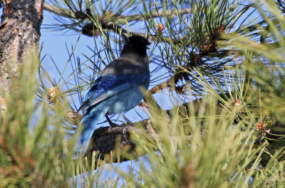 Steller's Jay 2018-04-15