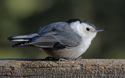 White-breasted Nuthatch 2018-04-15