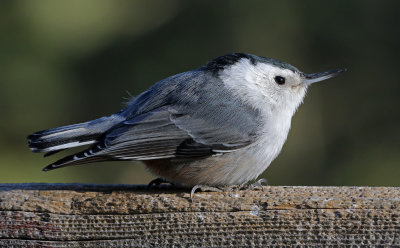 White-breasted Nuthatch 2018-04-15