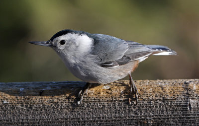 White-breasted Nuthatch 2018-04-15