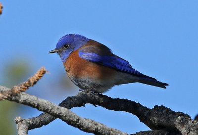 Western Bluebird 2018-04-15