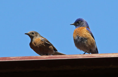 Western Bluebird 2018-04-22