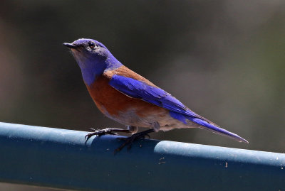 Western Bluebird 2018-04-22