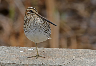 Wilson's Snipe 2018-04-21