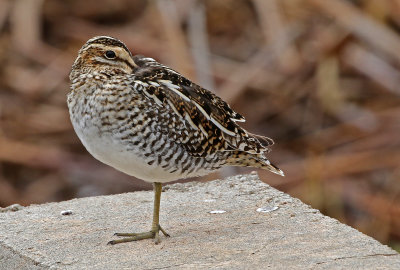 Wilson's Snipe 2018-04-21