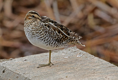Wilson's Snipe 2018-04-21
