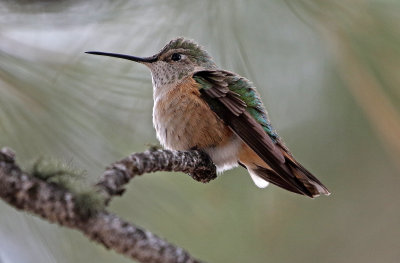 Broad-tailed Hummingbird 2018-04-28