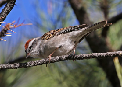 Chipping Sparrow 2018-04-28