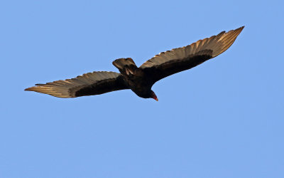 Turkey Vulture 2018-04-29