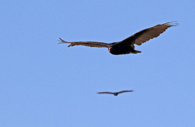 Turkey Vulture 2018-04-29