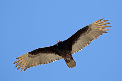 Turkey Vulture 2018-04-29