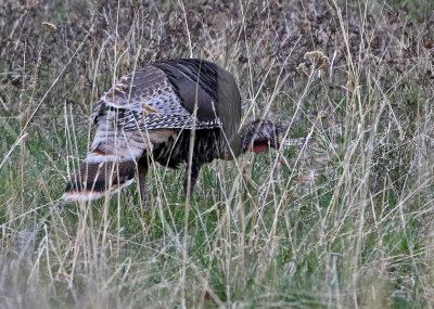 Wild Turkey 2018-04-28