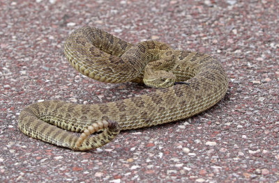 Prairie Rattlesnake 2018-04-29