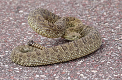 Prairie Rattlesnake 2018-04-29