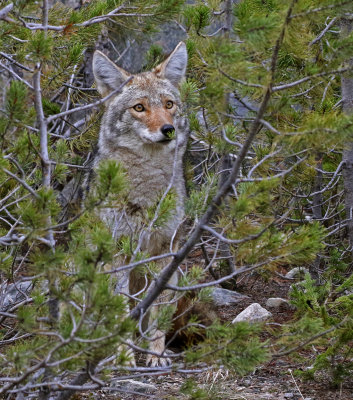 Coyote 2018-05-06