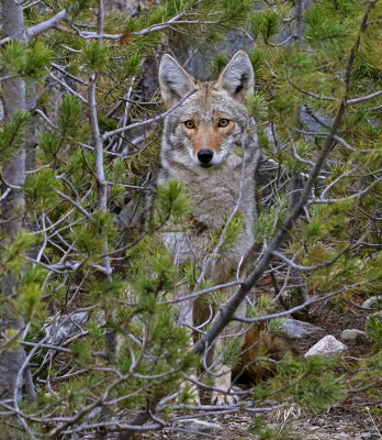 Coyote 2018-05-06