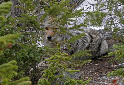 Coyote 2018-05-06
