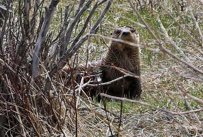 North American River Otter 2018-05-06