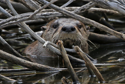 North American River Otter 2018-05-06