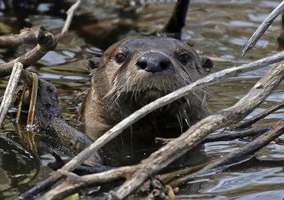 North American River Otter 2018-05-06