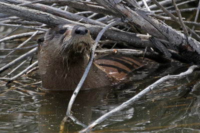 North American River Otter 2018-05-06