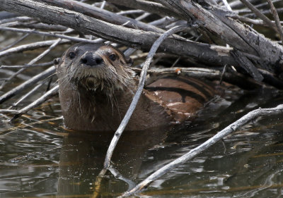 North American River Otter 2018-05-06