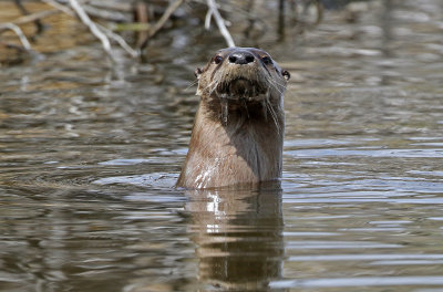 North American River Otter 2018-05-06