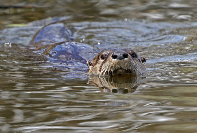 North American River Otter 2018-05-06