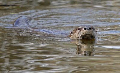 North American River Otter 2018-05-06