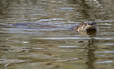 North American River Otter 2018-05-06