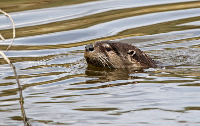 North American River Otter 2018-05-06