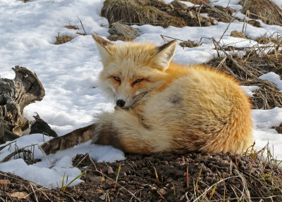 Red Fox 2018-05-06