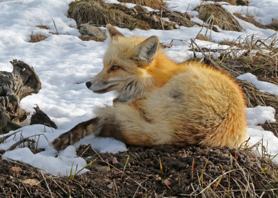 Red Fox 2018-05-06