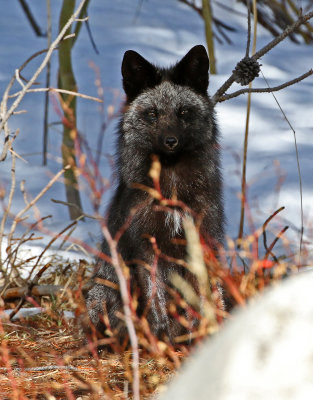 Red Fox 2018-05-06