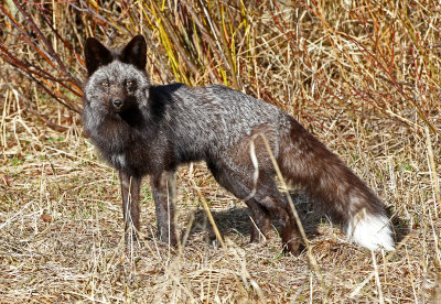 Red Fox 2018-05-06
