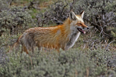 Red Fox 2018-05-06