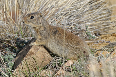 Wyoming Ground Squirrel 2018-05-06