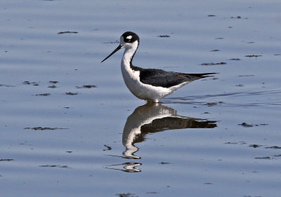 Black-necked Stilt 2018-05-04