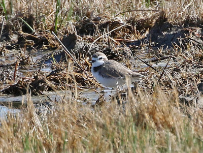 Snowy Plover 2018-05-04