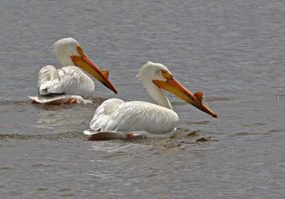 American White Pelican 2018-05-06