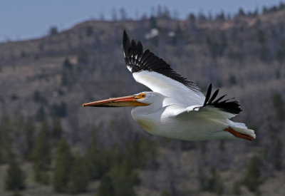 American White Pelican 2018-05-06