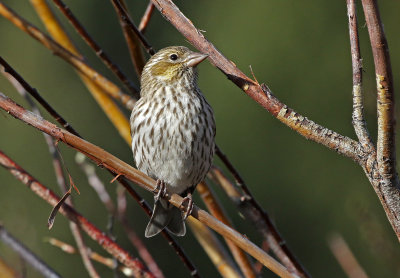Cassin's Finch 2018-05-06