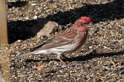 Cassin's Finch 2018-05-06