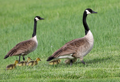 Canada Goose 2018-05-06