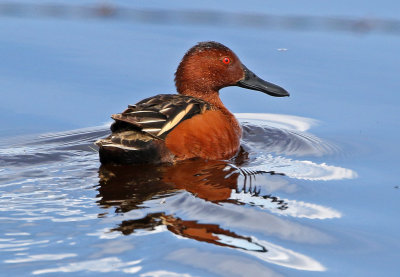Cinnamon Teal 2018-05-06