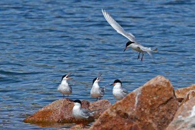 Forster's Tern 2018-05-06