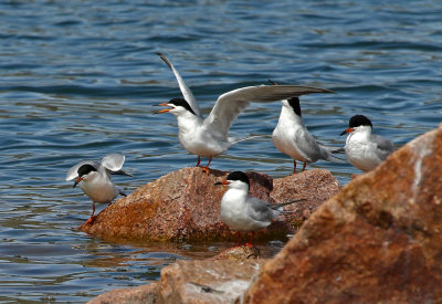 Forster's Tern 2018-05-06