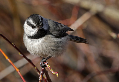 Mountain Chickadee 2018-05-06