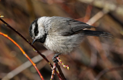 Mountain Chickadee 2018-05-06